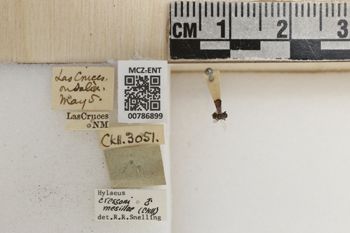 Media type: image;   Entomology 786899 Aspect: labels